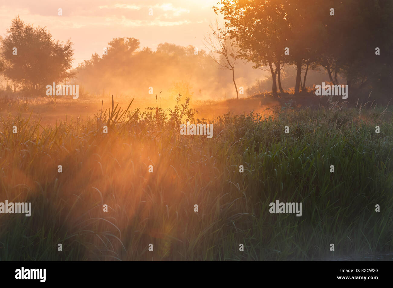 Paysage d'été avec matin brumeux, le lever du soleil et le brouillard on meadow Banque D'Images