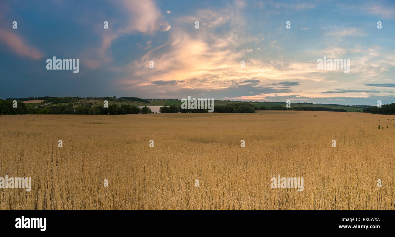 Paysage agricole panorama avec grand champ de blé, les terres agricoles sur le coucher du soleil. Banque D'Images