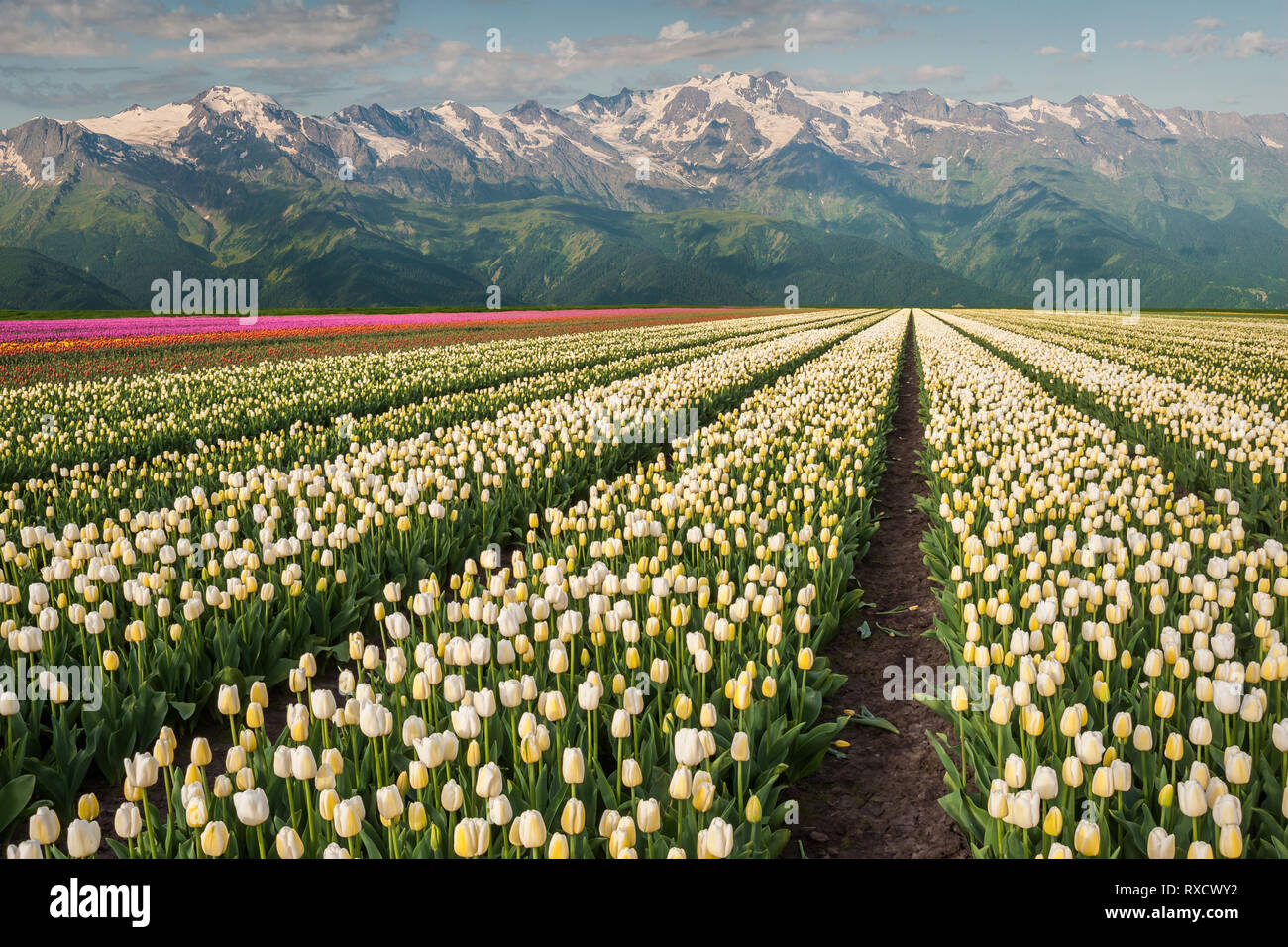 Paysage de printemps avec de belles montagnes et champ de tulipes, terres agricoles floral Banque D'Images