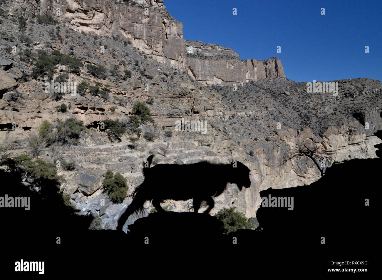 La chèvre de montagne dans l'Al Hajar montagnes du nord de l'Oman, Jebel Shams Banque D'Images