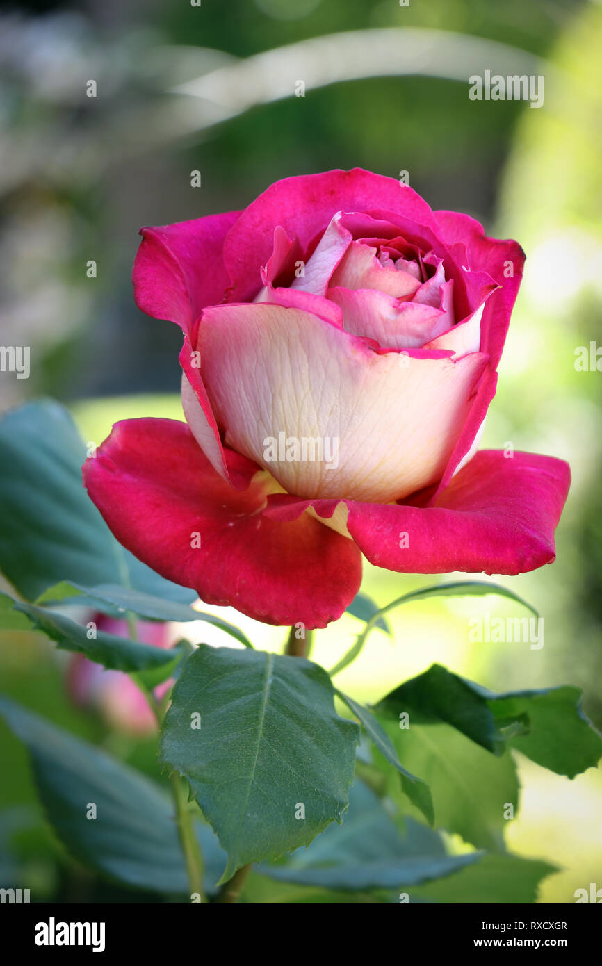 Belle fleur rose rose pâle sur fond vert floue. - Image Banque D'Images