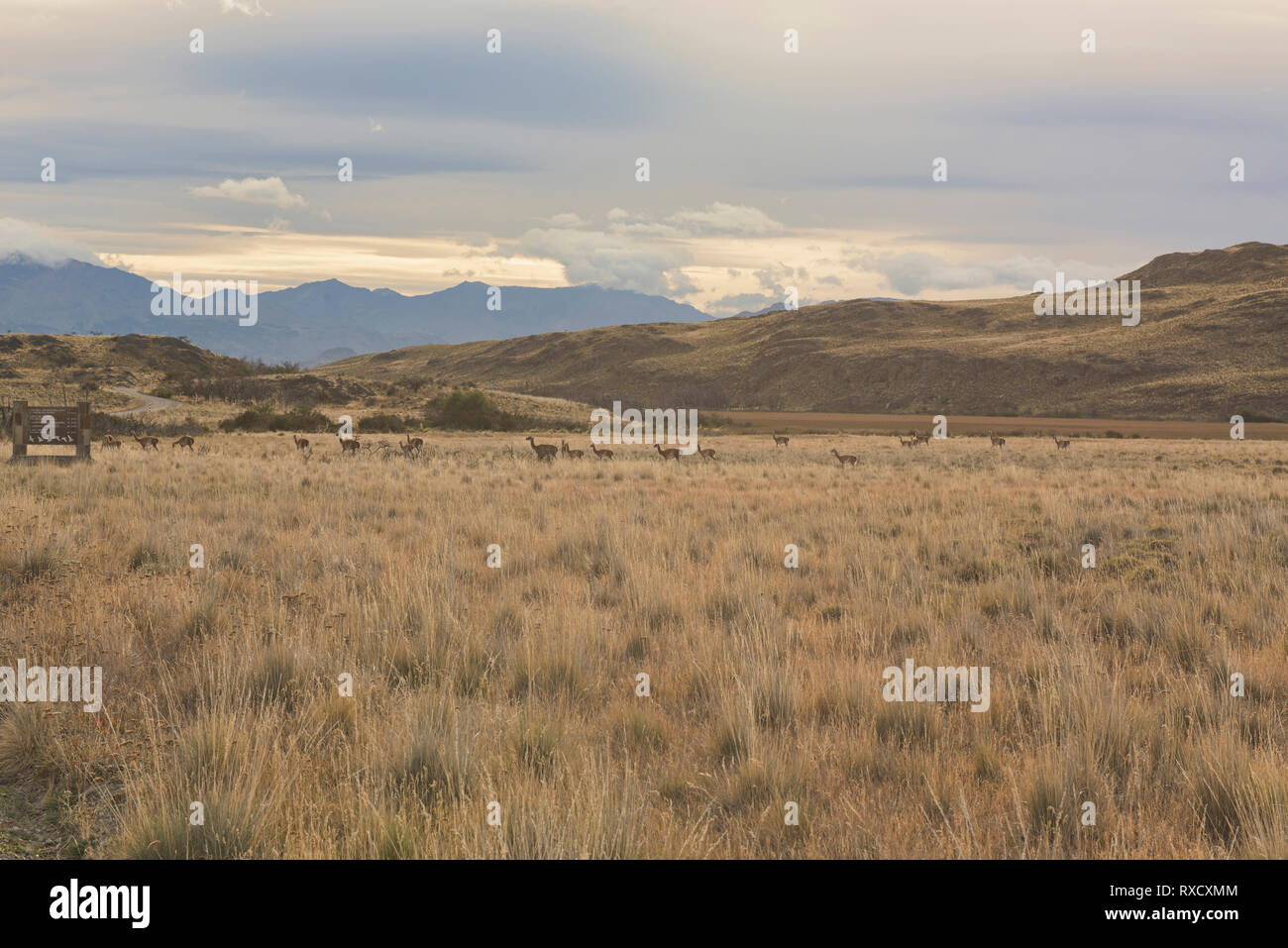 Guanacos sauvages de la Patagonie, le Parc National d'Aysen, en Patagonie, au Chili Banque D'Images