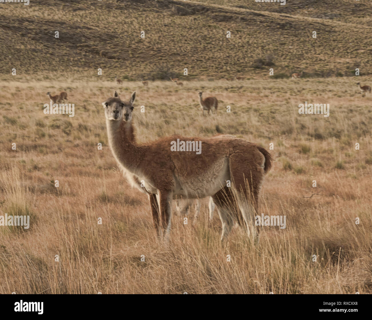 Guanacos sauvages de la Patagonie, le Parc National d'Aysen, en Patagonie, au Chili Banque D'Images