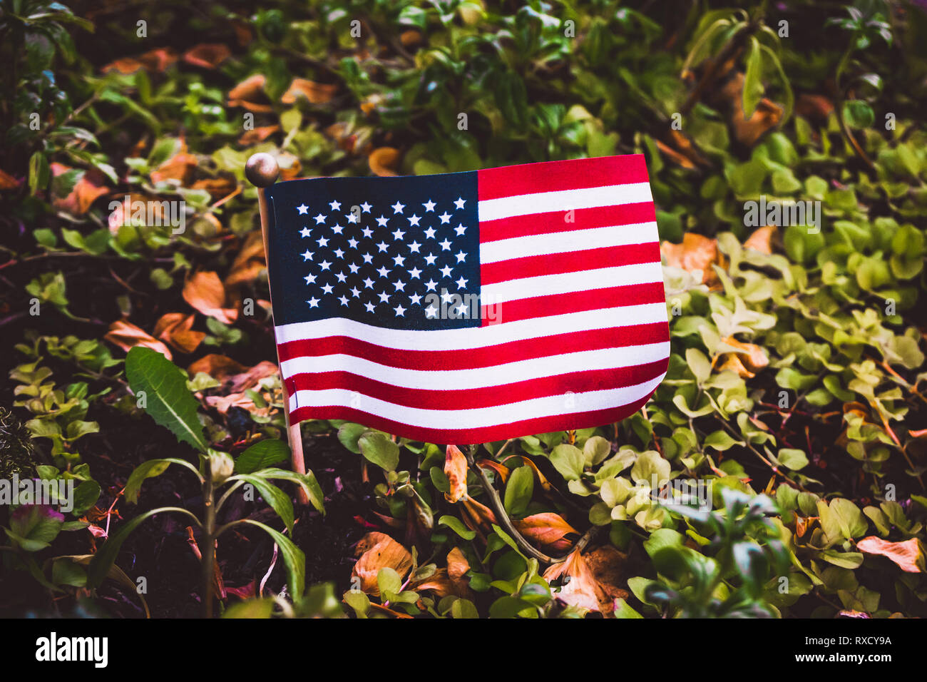 Close-up d'un petit drapeau américain mis en place parmi la végétation ou de la verdure. USA et la nature concept. Banque D'Images