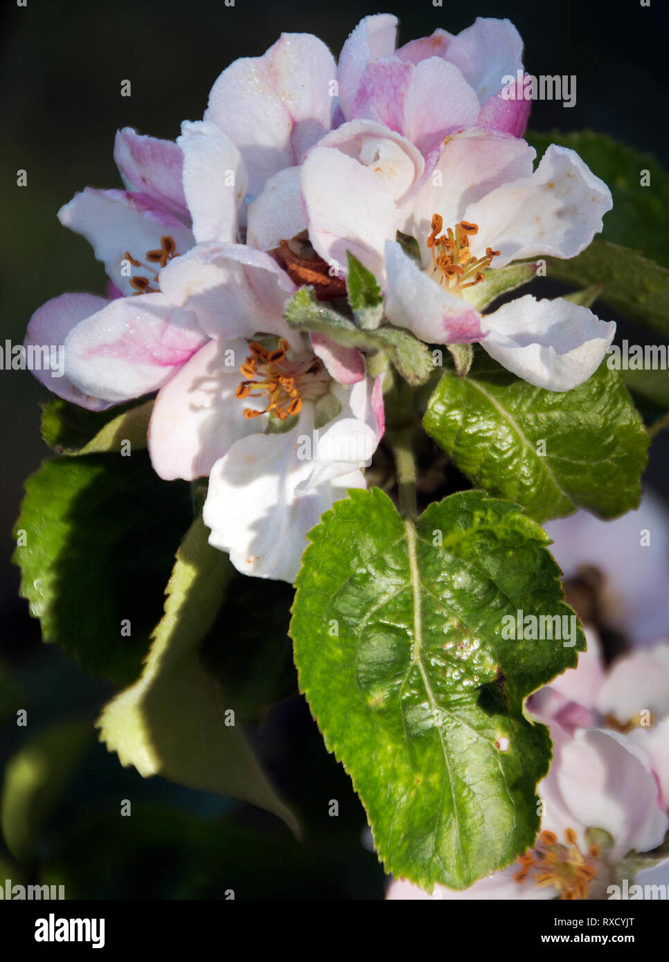 Apple Blossom de 'Bramley's Seedling' (Malus domestica) Banque D'Images