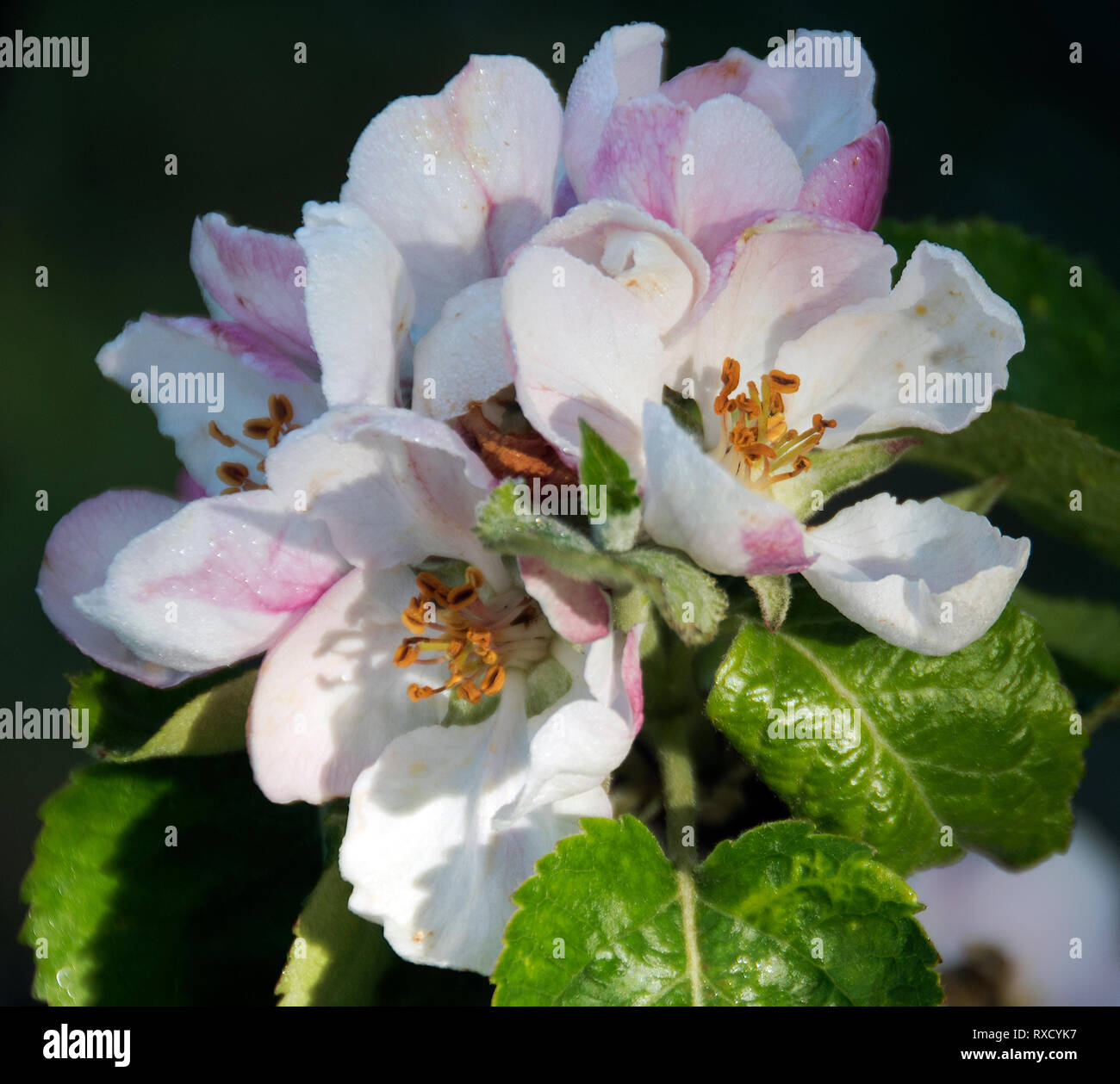 Pommier 'Bramley's Seedling' (Malus domestica) avec Apple Blossom éclatante de la rosée Banque D'Images