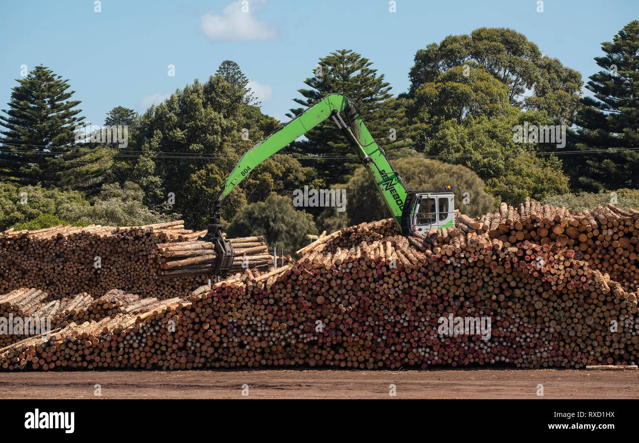 Pile de billots prêts à être transportés pour woodchipping, Portland Victoria Australie Banque D'Images