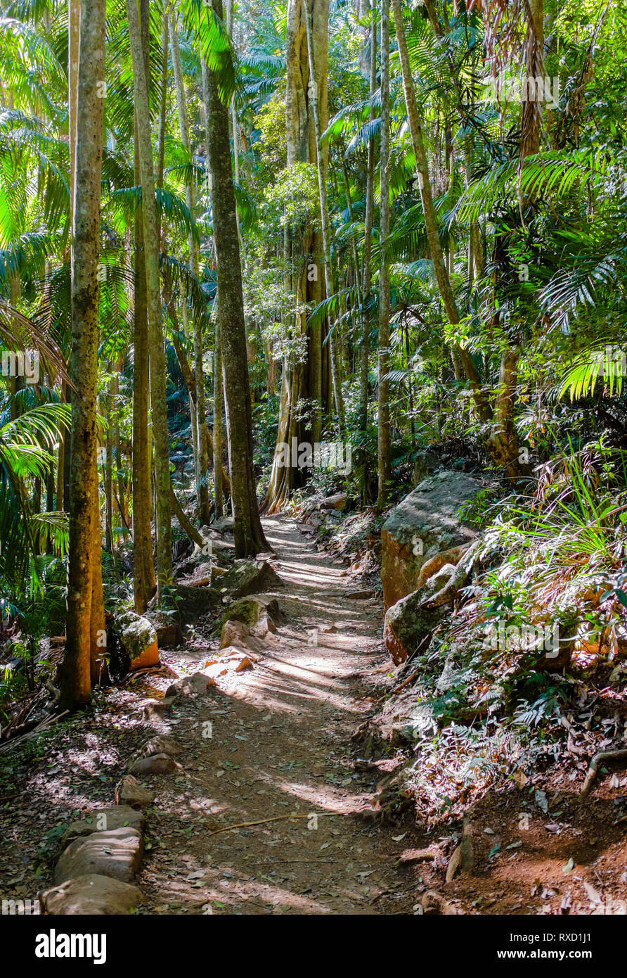 Chemin à travers la forêt tropicale au Mont Tamborine dans le parc national de Tamborine Queensland Australie Banque D'Images