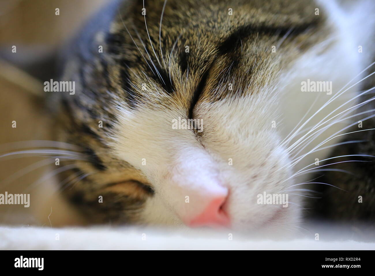 Oeil Ferme Petit Visage De Chat Photo Stock Alamy