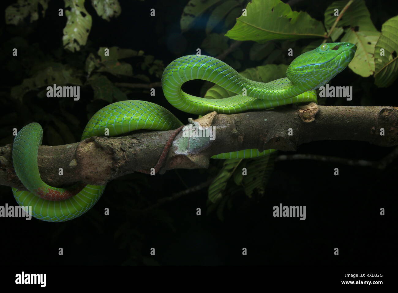 Cameron Highlands Pit Viper, Trimeresurus nebularis Banque D'Images