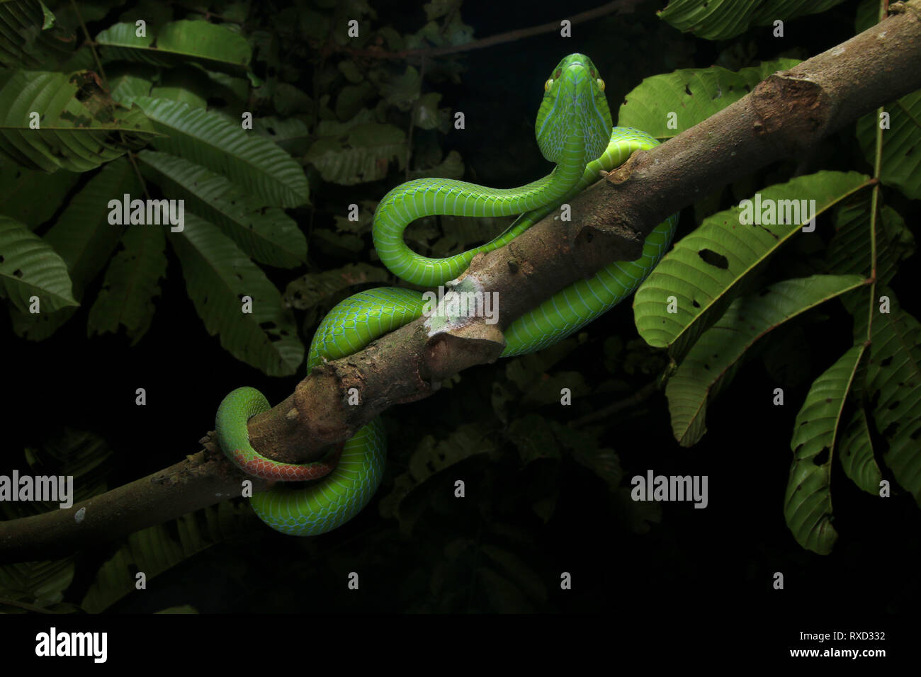 Cameron Highlands Pit Viper, Trimeresurus nebularis Banque D'Images