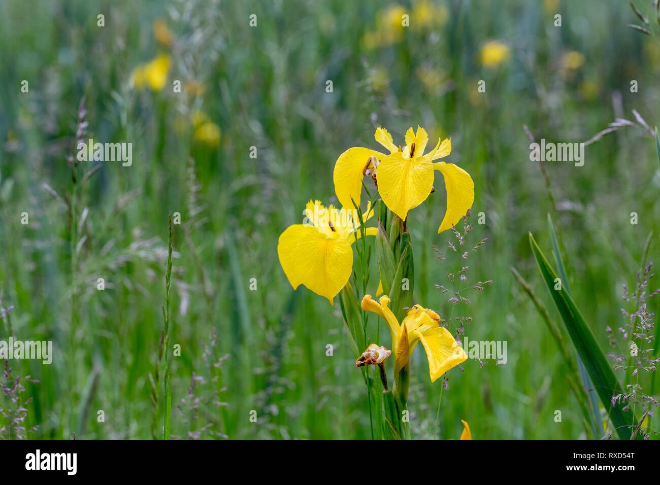 Iris pseudacorus Iris ; ; ; floraison Cambridgeshire, Royaume-Uni Banque D'Images