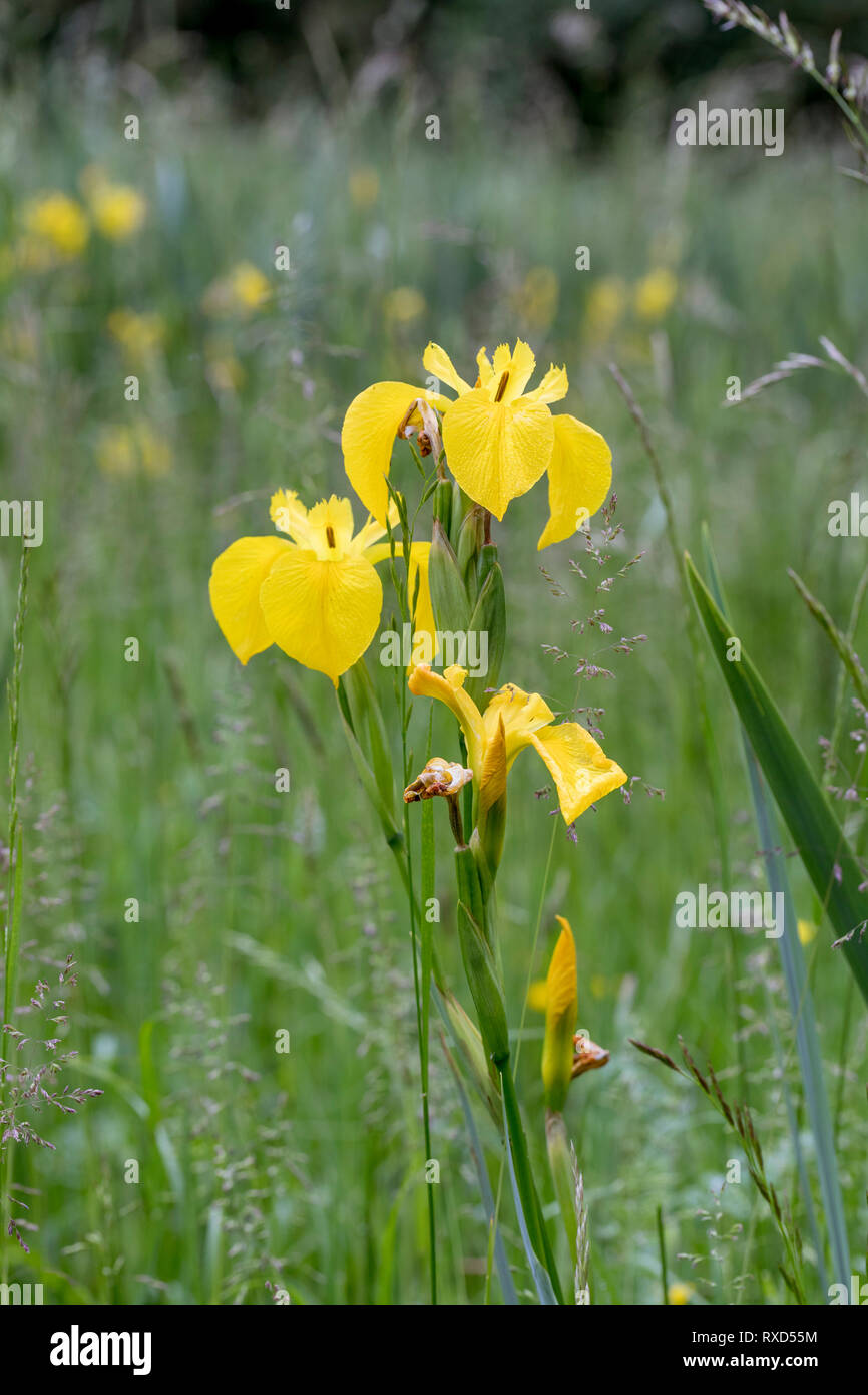 Iris pseudacorus Iris ; ; ; floraison Cambridgeshire, Royaume-Uni Banque D'Images