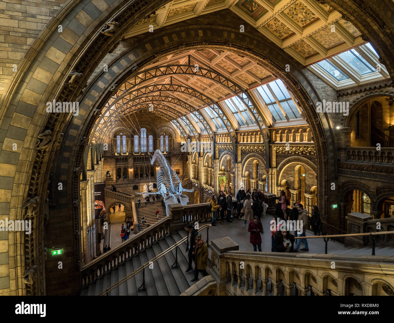 Squelette de rorqual bleu dans Hintze Hall, le Musée d'Histoire Naturelle, South Kensington, Londres, Angleterre Banque D'Images