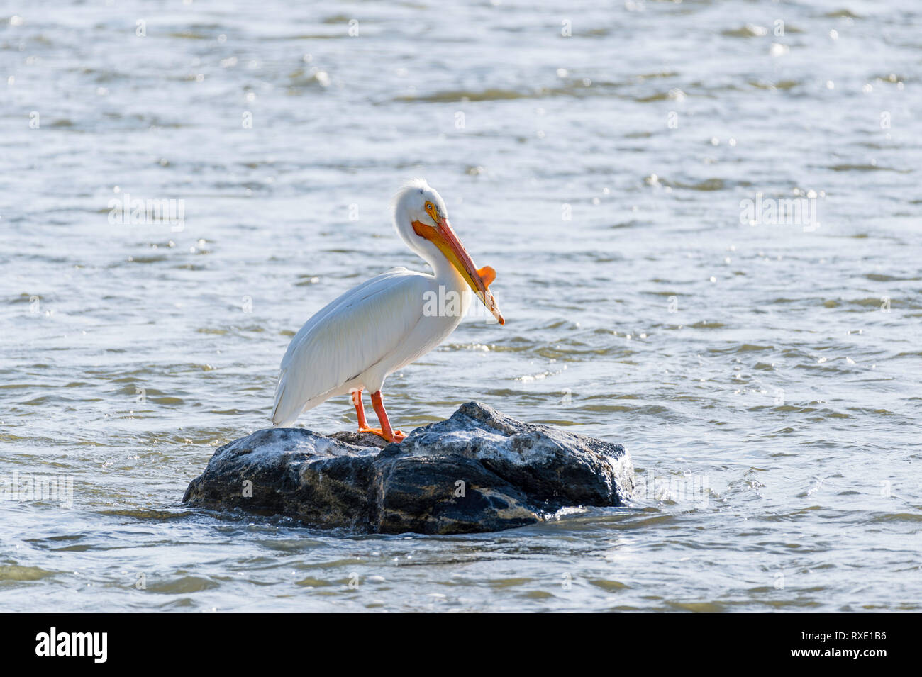 Le pélican blanc (Pelecanus erythrorhynchos) est un grand oiseau planeur aquatiques de l'ordre Pélécaniformes Banque D'Images