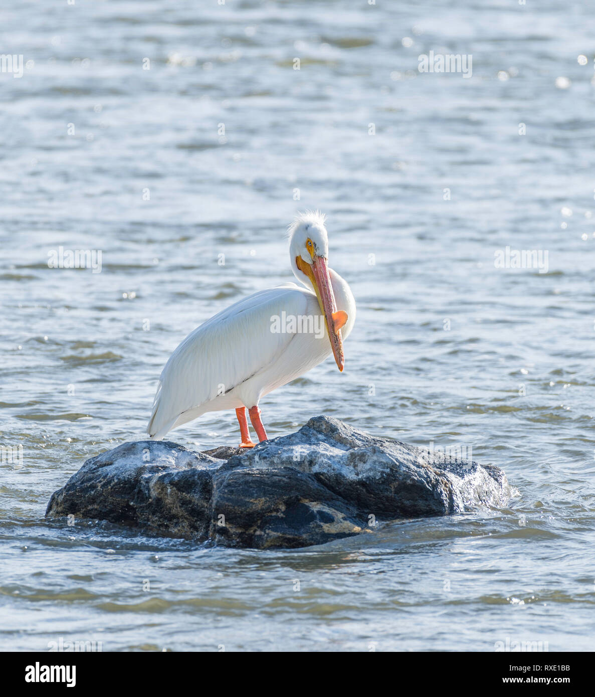 Le pélican blanc (Pelecanus erythrorhynchos) est un grand oiseau planeur aquatiques de l'ordre Pélécaniformes Banque D'Images