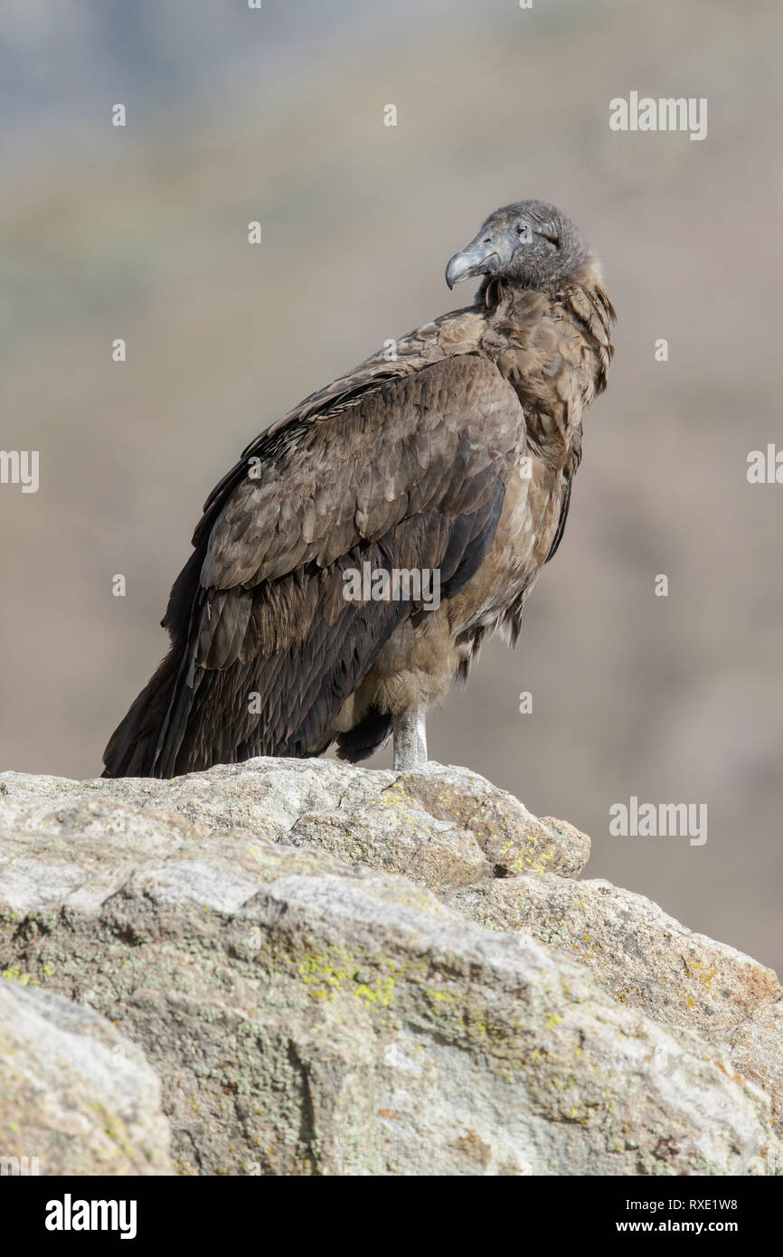 Condor des Andes (Vultur gryphus) perché sur le terrain au Chili. Banque D'Images