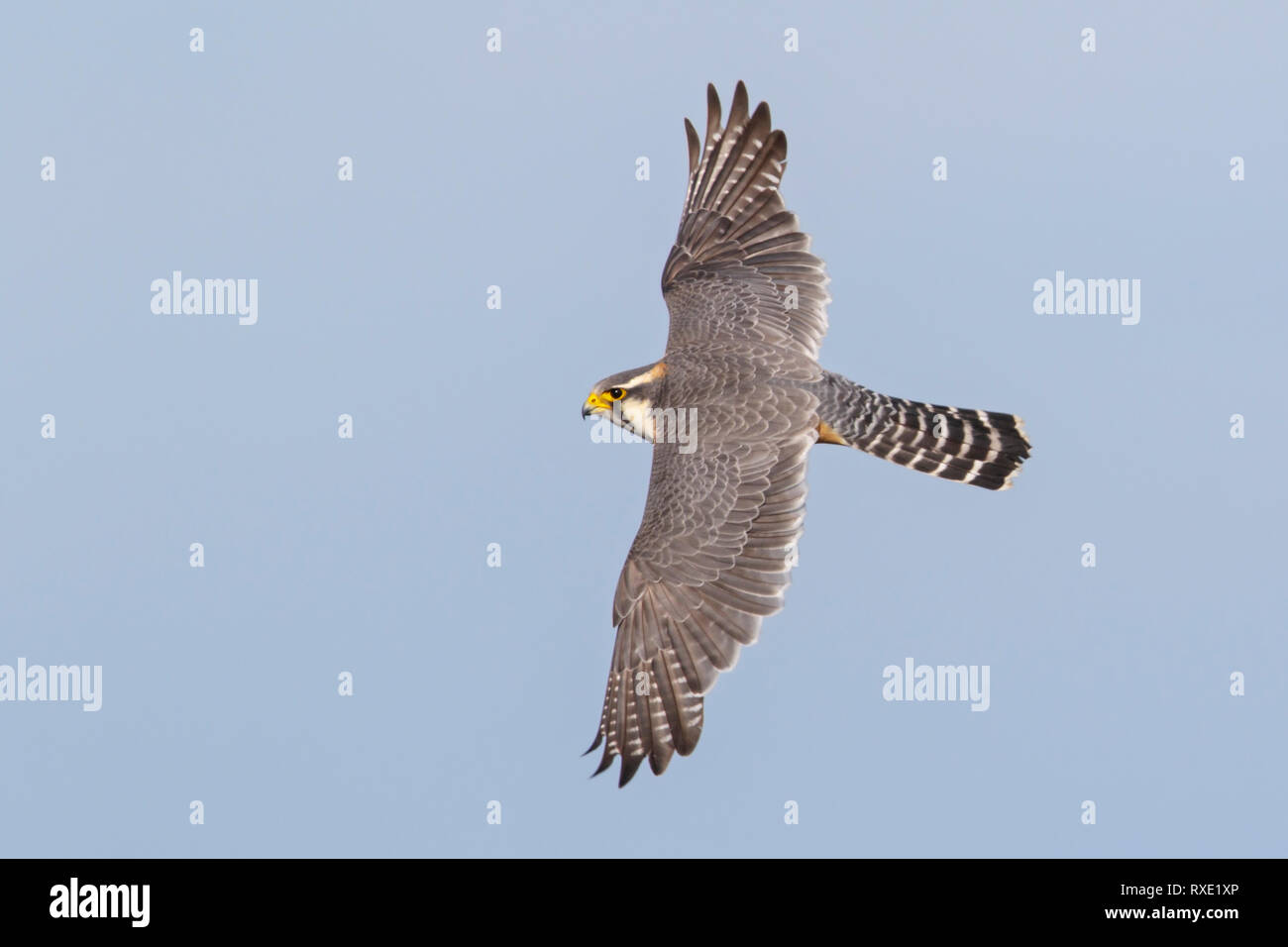 Aplomado Falcon (Falco fémorale) inPatagonia de vol, au Chili. Banque D'Images