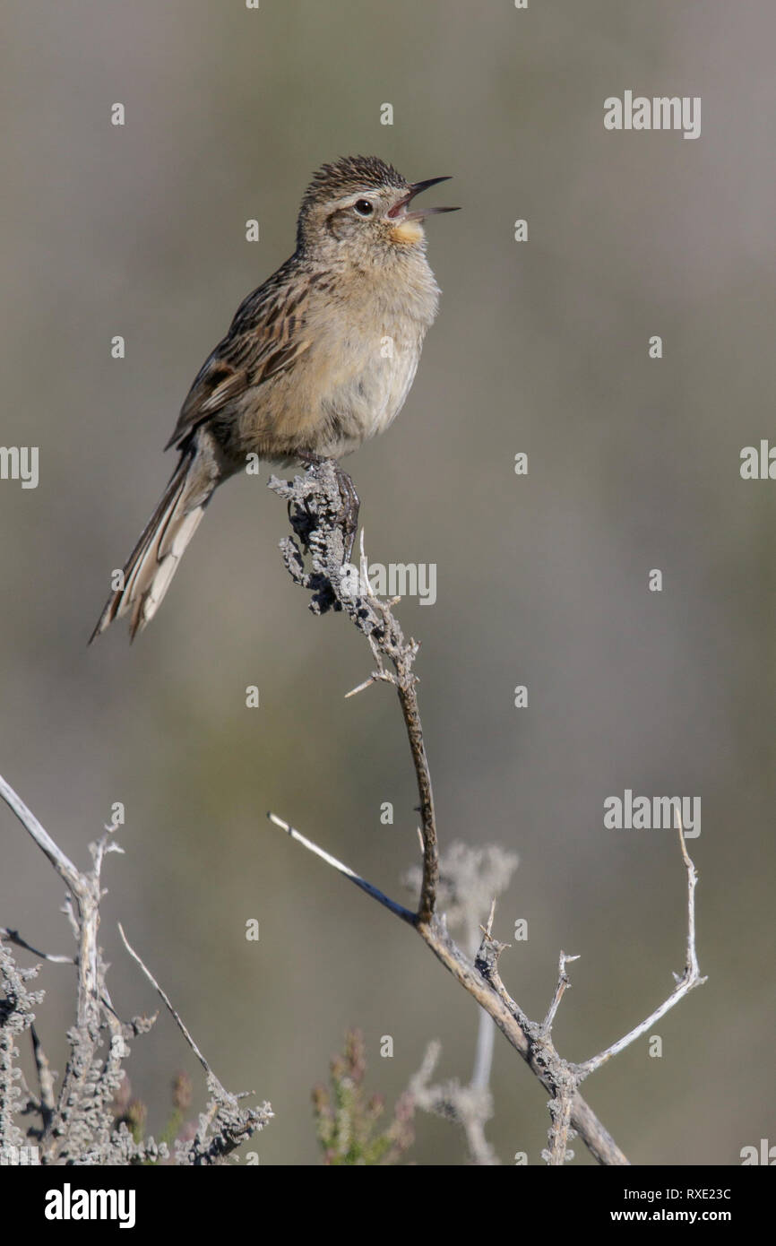 Anthoides Canastero Austral (Asthenes) perché sur une branche au Chili. Banque D'Images Anthoides Canastero Austral (Asthenes) perché sur une branche au Chili. Banque D'Images