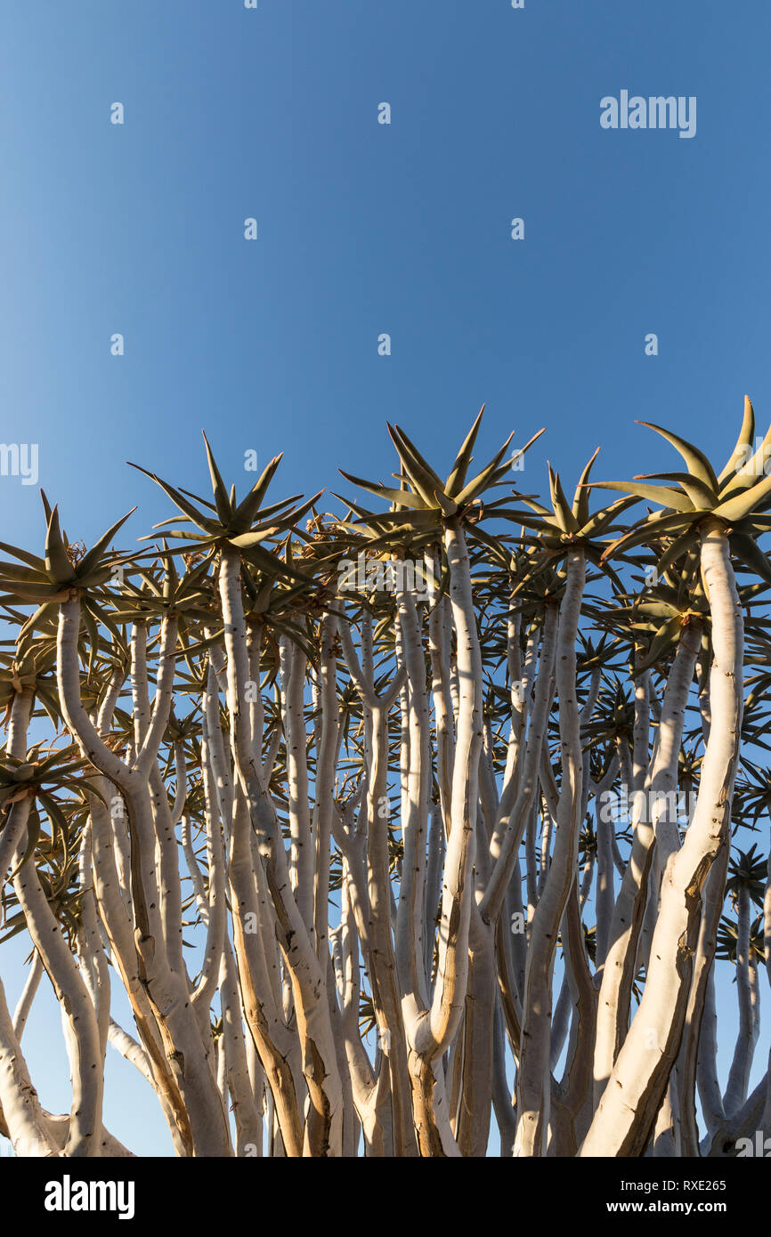 Un carquois kokerboom ou arbre sur une colline en Namibie. Banque D'Images