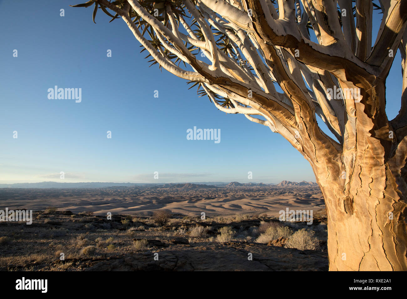 Un carquois kokerboom ou arbre sur une colline en Namibie. Banque D'Images Un carquois kokerboom ou arbre sur une colline en Namibie. Banque D'Images