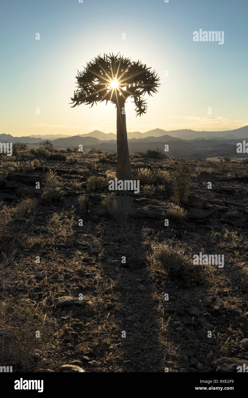 Un carquois kokerboom ou arbre sur une colline en Namibie. Banque D'Images