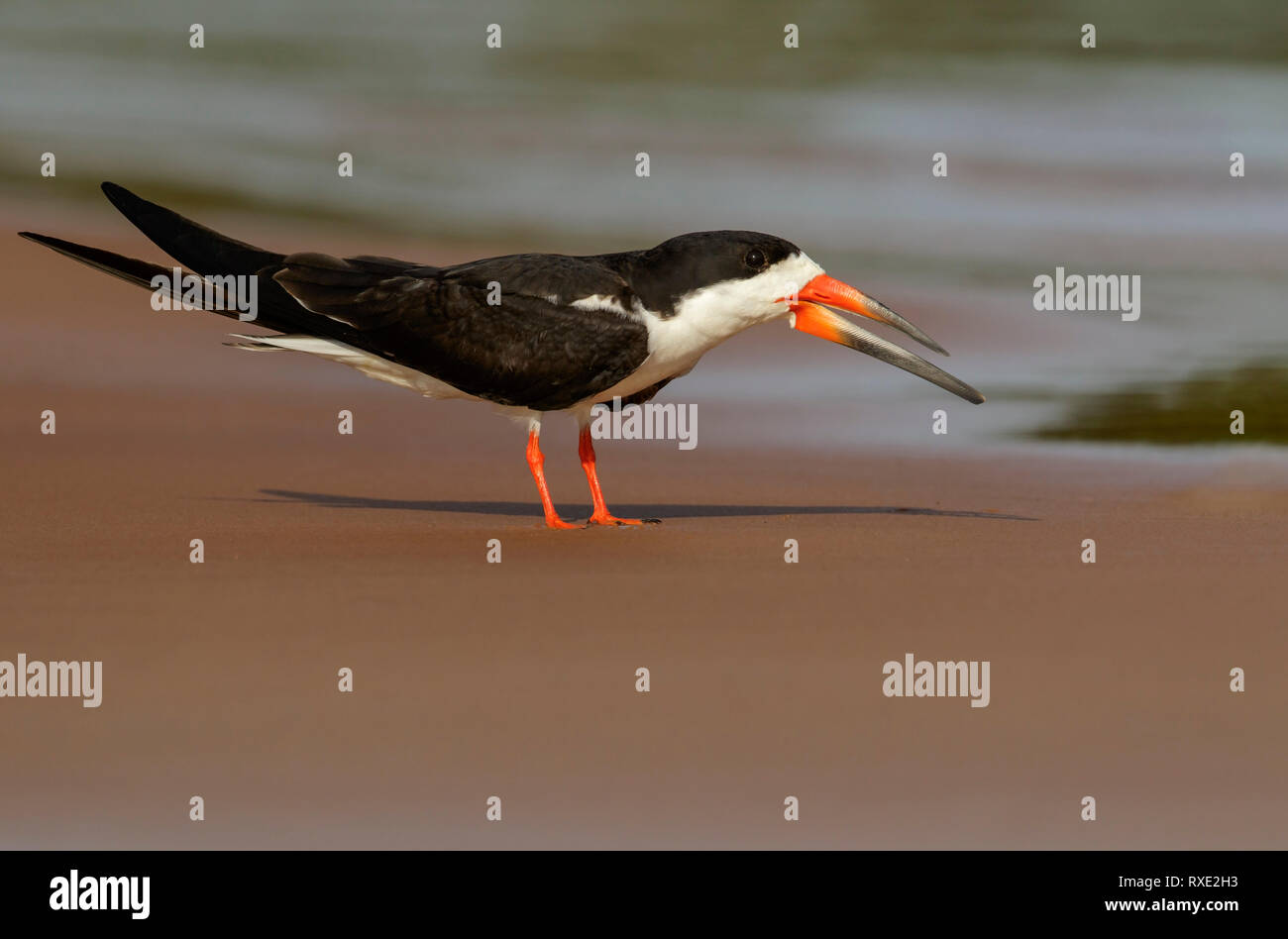 Skimmer Rynchops niger (noir) dans la région du Brésil Pantalal. Banque D'Images