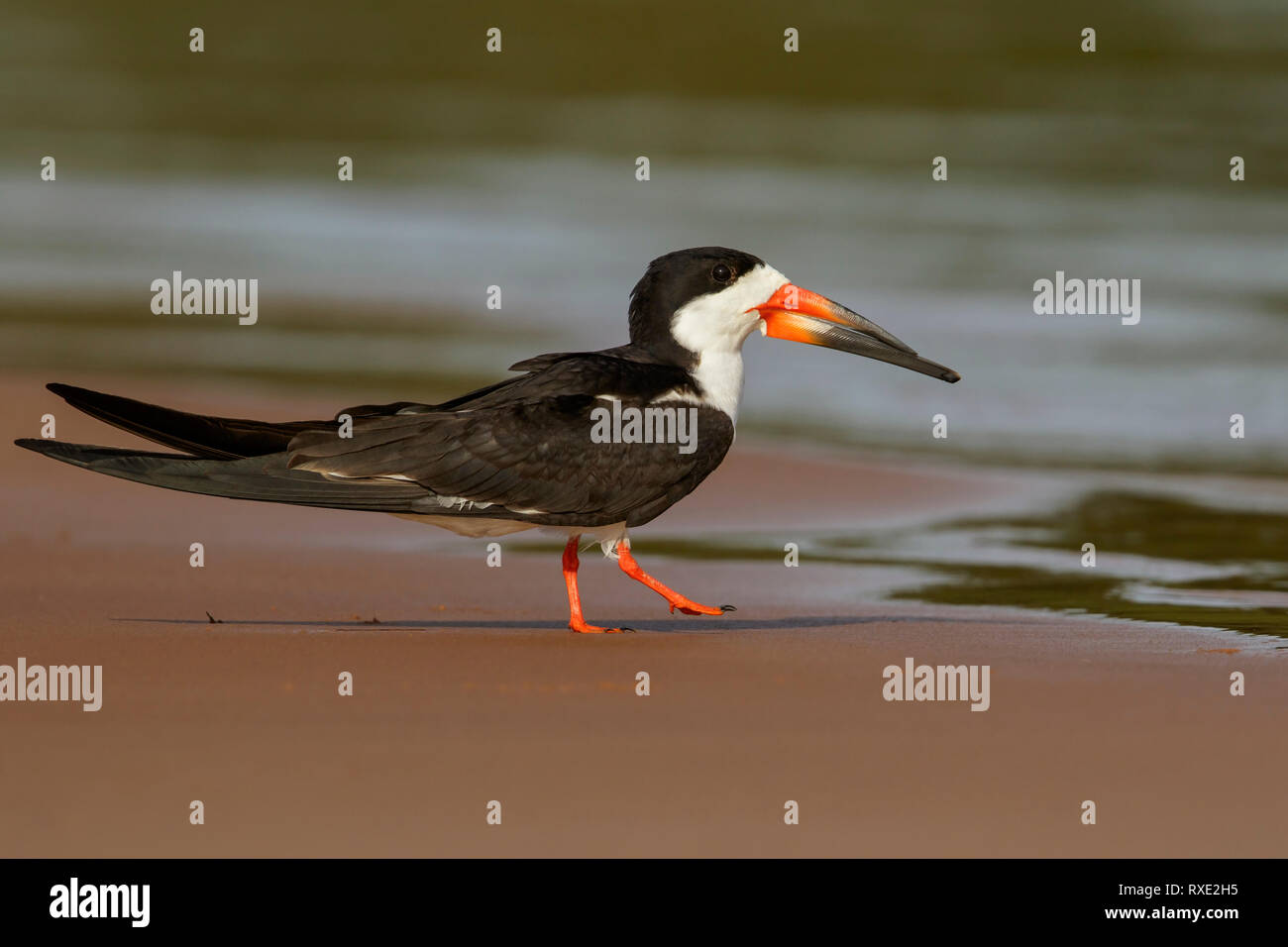 Skimmer Rynchops niger (noir) dans la région du Brésil Pantalal. Banque D'Images