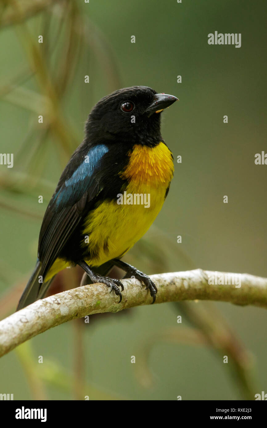 Le noir et or (Tangara Bangsia melanochlamys) perché sur une branche dans les Andes en Colombie. Banque D'Images