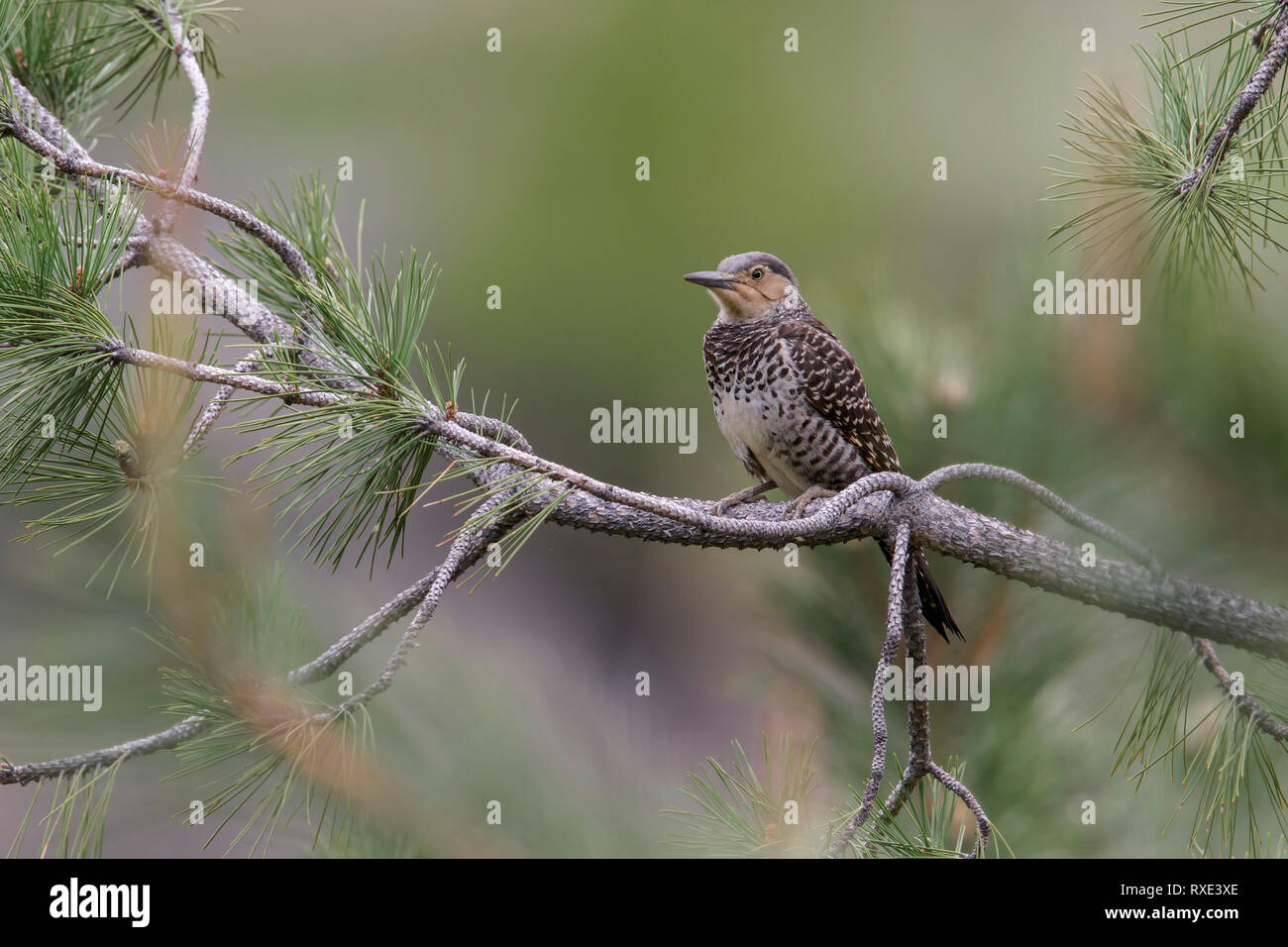 Pic flamboyant (Colaptes pitius chilien) perché sur une branche au Chili. Banque D'Images