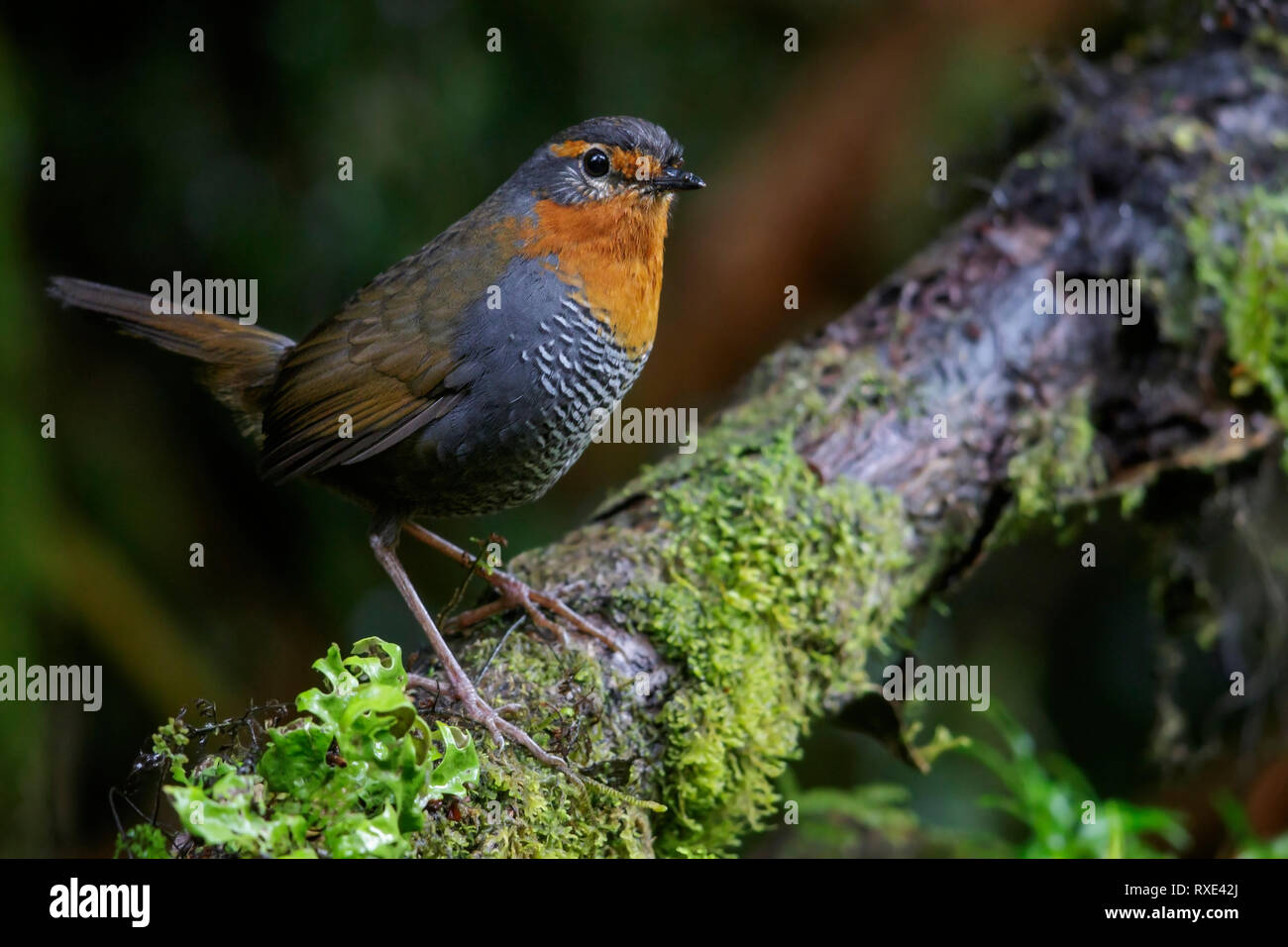 Chucao Tapaculo (Scelorchilus rubecula aux abords) perché sur une branche au Chili. Banque D'Images Chucao Tapaculo (Scelorchilus rubecula aux abords) perché sur une branche au Chili. Banque D'Images