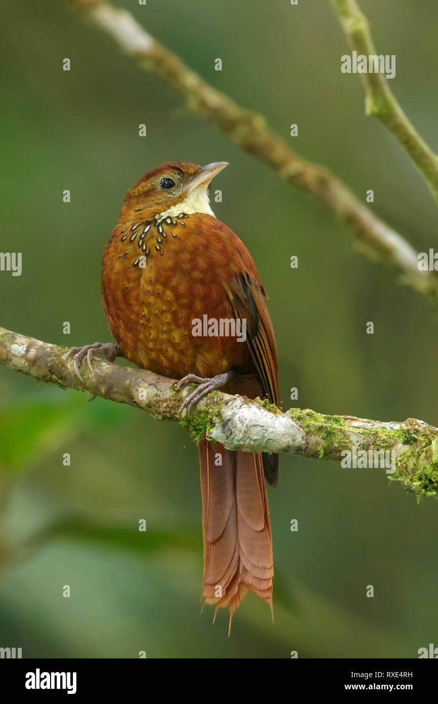 Parsemée de fauve Treerunner perché sur une branche en Colombie. Banque D'Images Parsemée de fauve Treerunner perché sur une branche en Colombie. Banque D'Images