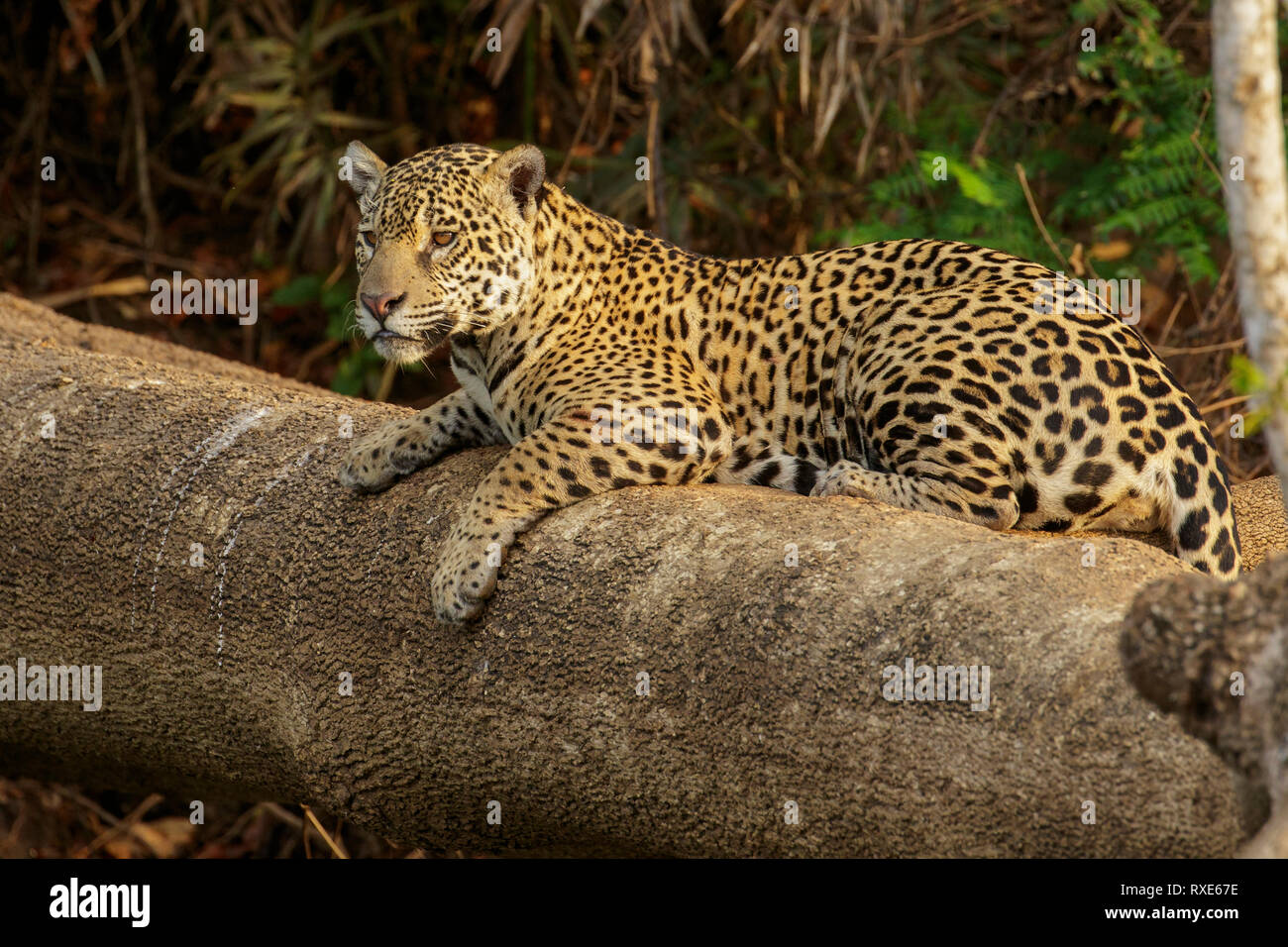 Un Pantalal Jaguar dans la région du Brésil. Banque D'Images