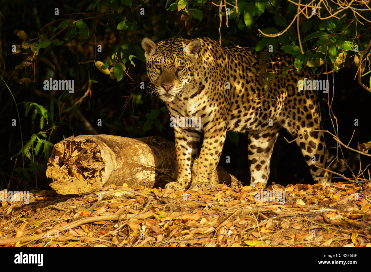 Un Pantalal Jaguar dans la région du Brésil. Banque D'Images