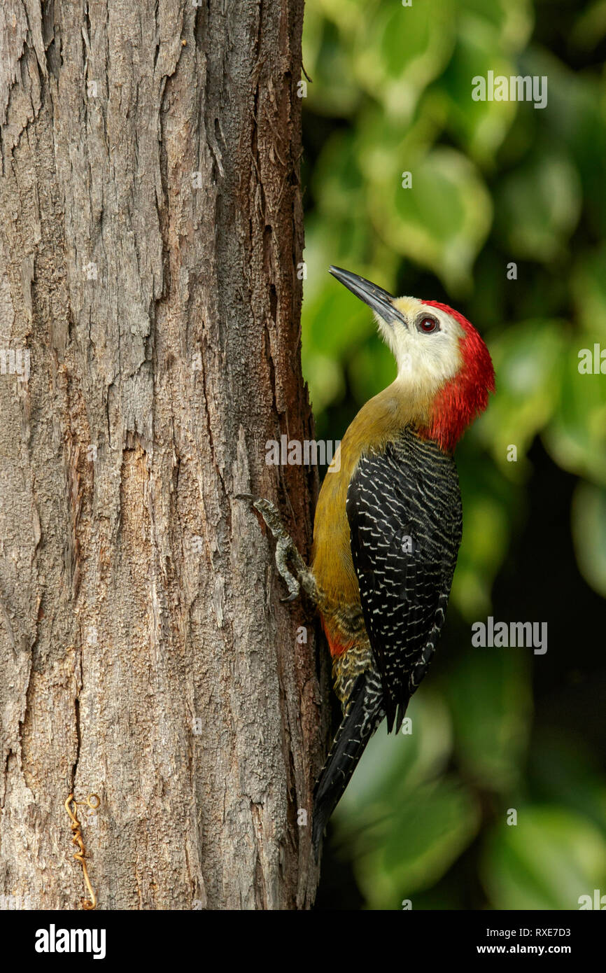 Jamaican Woodpecker (Melanerpes radiolatus) perché sur une branche en Jamaïque dans les Caraïbes. Banque D'Images