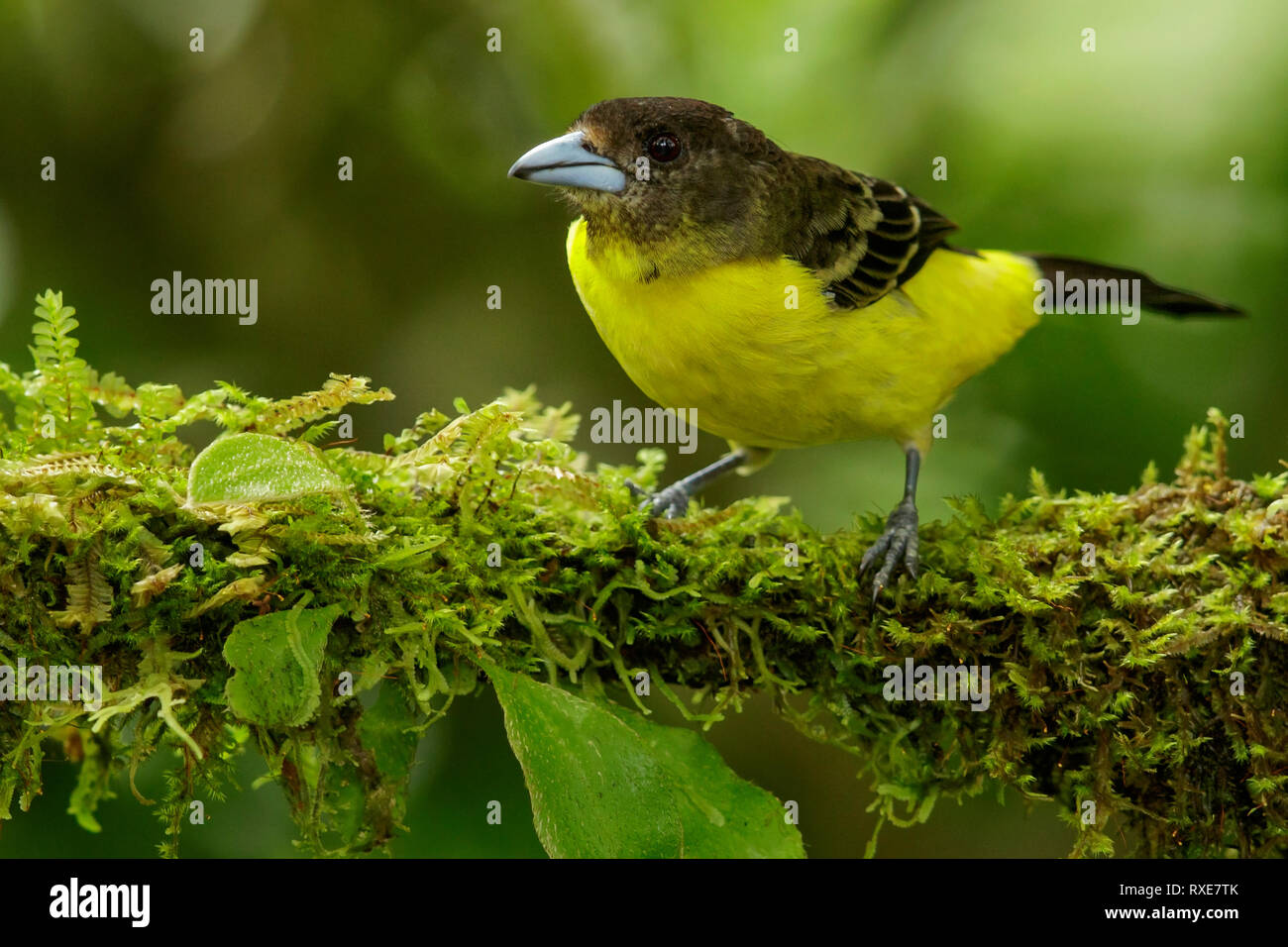 Tangara à croupion jaune citron (Ramphocelus icternotus) perché sur une branche dans les montagnes des Andes de Colombie. Banque D'Images