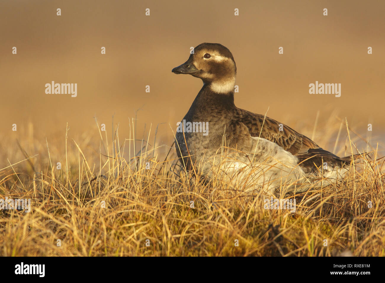 Le Harelde kakawi (Clangula hyemalis) se nourrissant d'un petit étang dans la toundra dans le Nord de l'Alaska. Banque D'Images