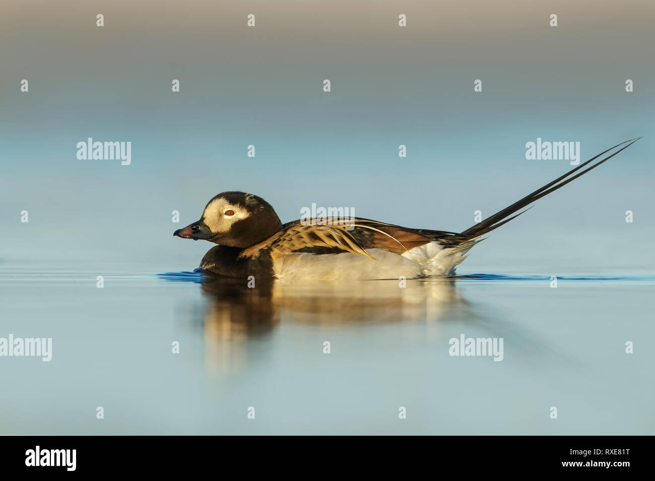 Le Harelde kakawi (Clangula hyemalis) se nourrissant d'un petit étang dans la toundra dans le Nord de l'Alaska. Banque D'Images