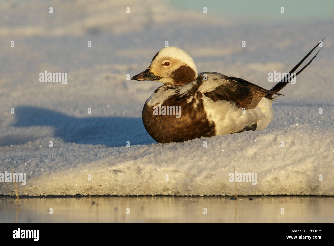 Le Harelde kakawi (Clangula hyemalis) se nourrissant d'un petit étang dans la toundra dans le Nord de l'Alaska. Banque D'Images