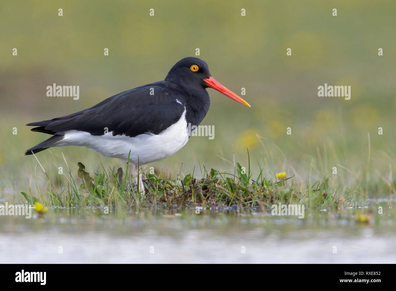 Magellanic Oystercatcher (Haematopus leucopodus) nourrir près d'un lac au Chili. Banque D'Images