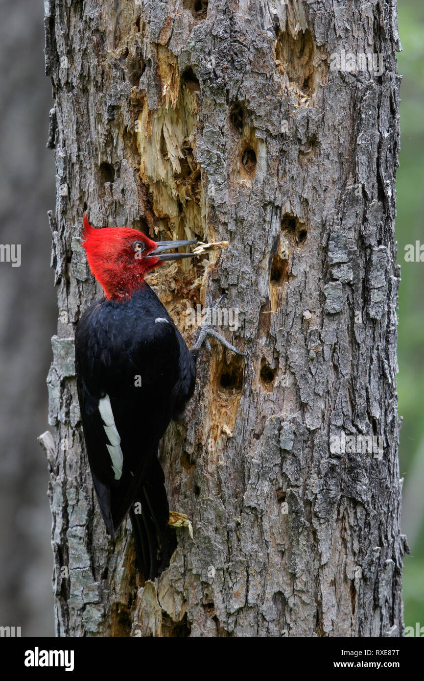 Pic de Magellan (campephilus magellanicus) perché sur une branche au Chili. Banque D'Images Pic de Magellan (campephilus magellanicus) perché sur une branche au Chili. Banque D'Images