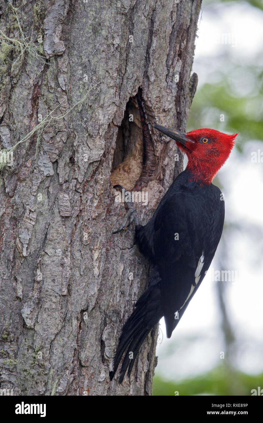 Pic de Magellan (campephilus magellanicus) perché sur une branche au Chili. Banque D'Images Pic de Magellan (campephilus magellanicus) perché sur une branche au Chili. Banque D'Images