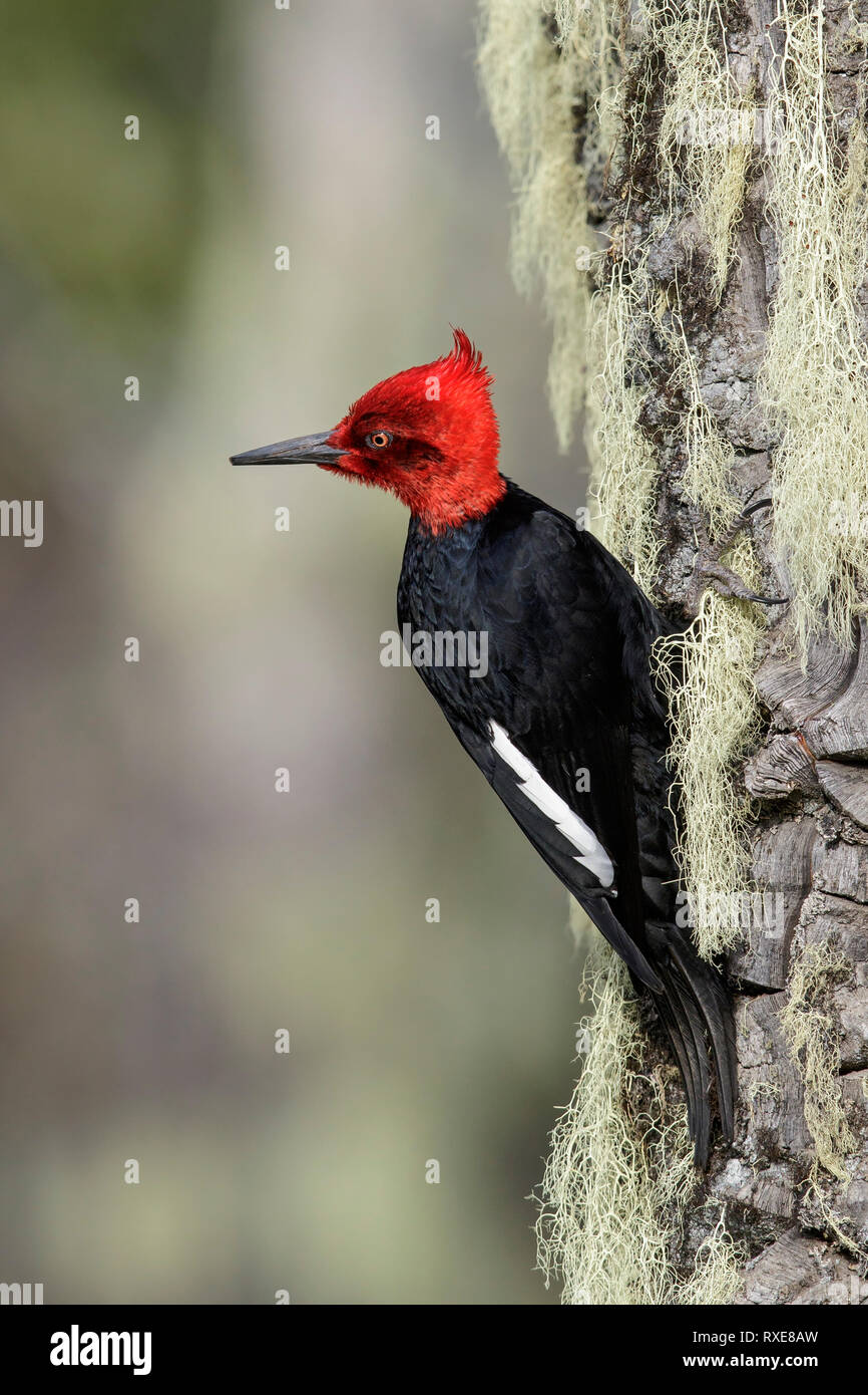 Pic de Magellan (campephilus magellanicus) perché sur une branche au Chili. Banque D'Images Pic de Magellan (campephilus magellanicus) perché sur une branche au Chili. Banque D'Images