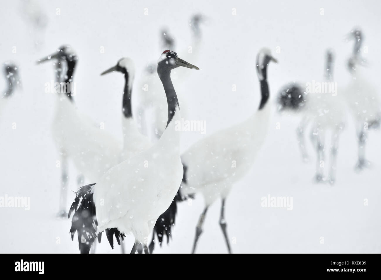 Grues Japonaises en neige. La grue à couronne rouge. Nom scientifique : Grus japonensis, également appelé la grue japonaise ou grue de Mandchourie, est un grand E Banque D'Images