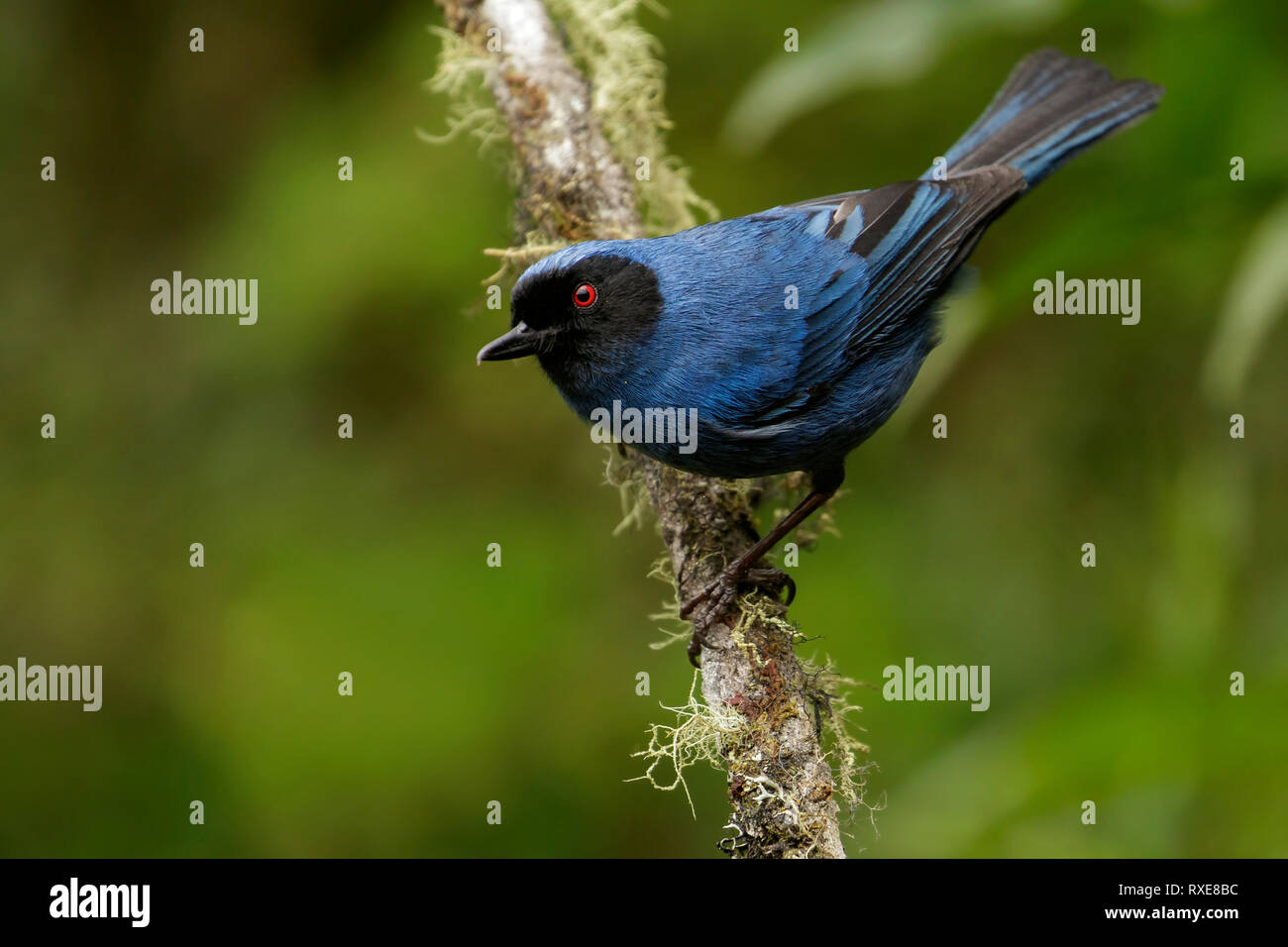 Récent (Diglossopis cyanea masqué) perché sur une branche dans les montagnes des Andes de Colombie. Banque D'Images