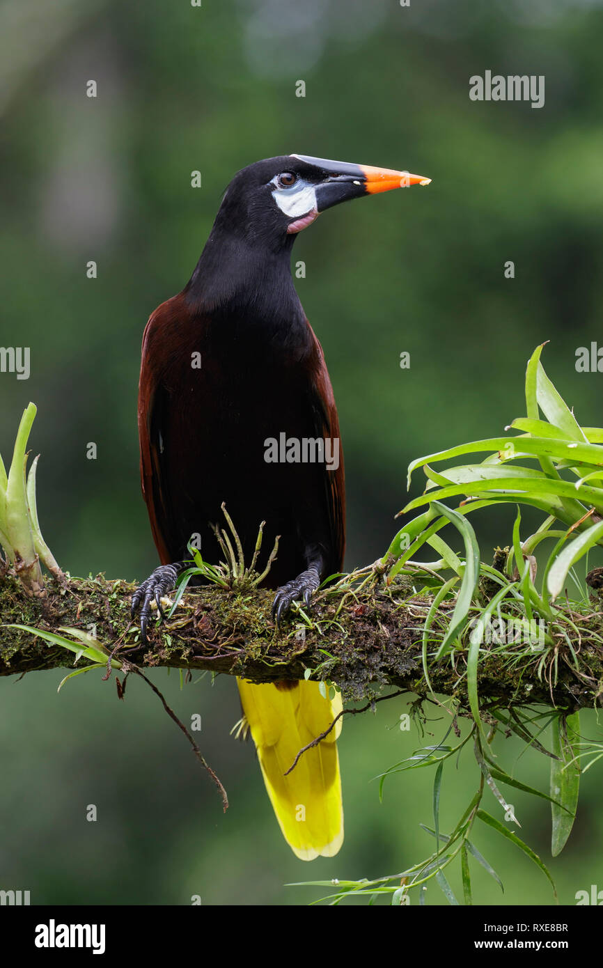 Orependola (Psarocolius Montezuma montezuma) perché sur une branche au Costa Rica. Banque D'Images