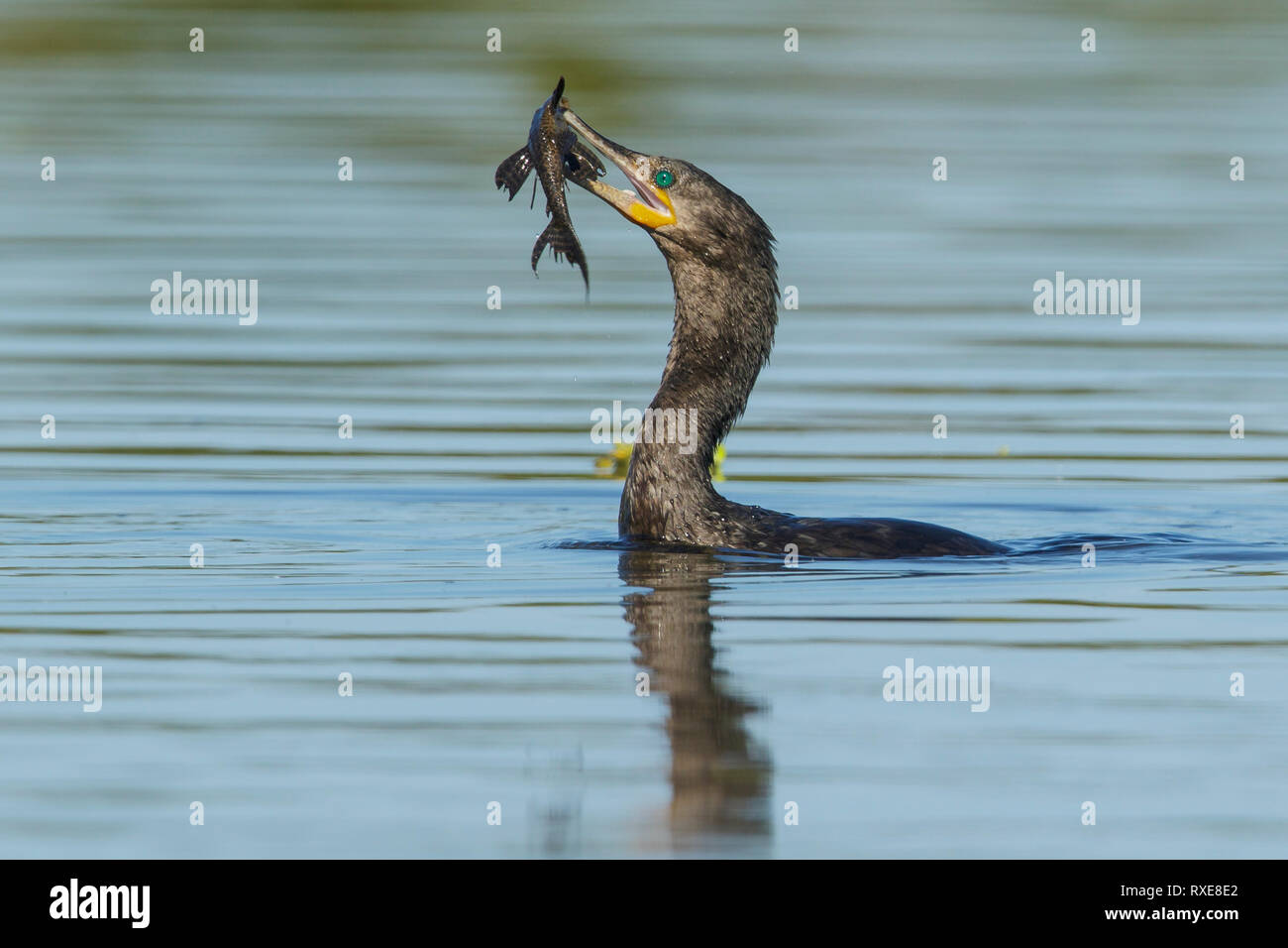 Cormoran (Phalacrocorax brasilianus néotropicale) dans la région du Brésil Pantalal. Banque D'Images