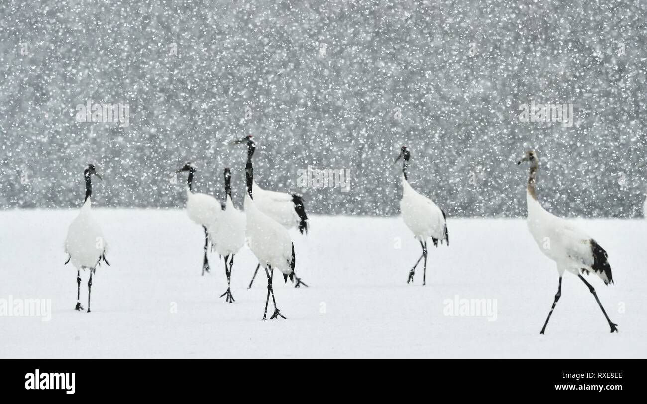 Grues Japonaises en neige. La grue à couronne rouge. Nom scientifique : Grus japonensis, également appelé la grue japonaise ou grue de Mandchourie, est un grand E Banque D'Images
