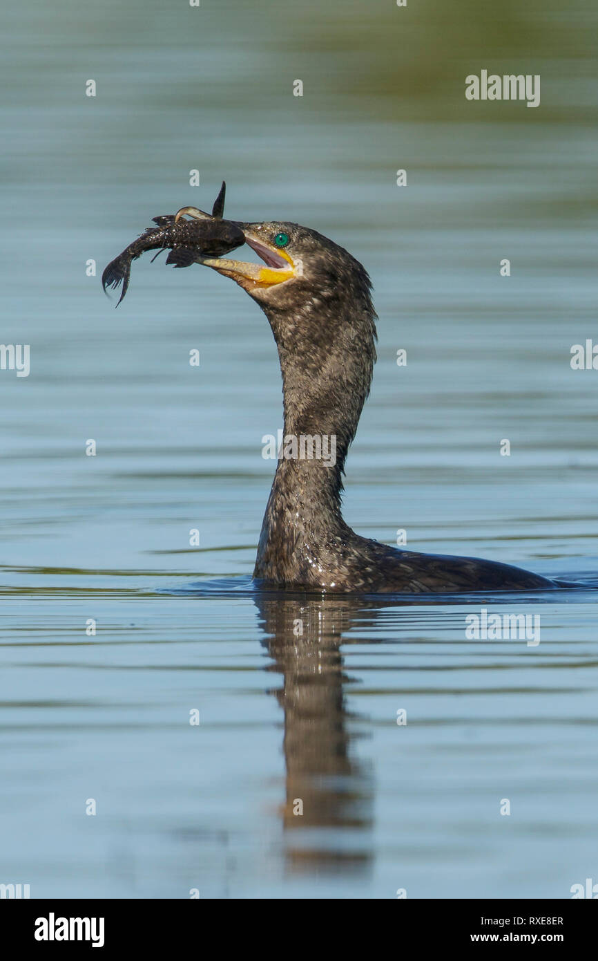 Cormoran (Phalacrocorax brasilianus néotropicale) dans la région du Brésil Pantalal. Banque D'Images
