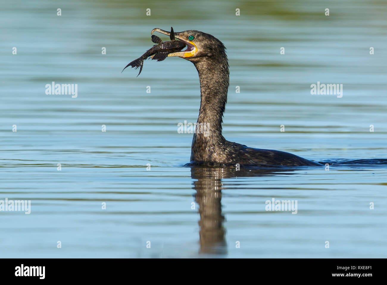 Cormoran (Phalacrocorax brasilianus néotropicale) dans la région du Brésil Pantalal. Banque D'Images